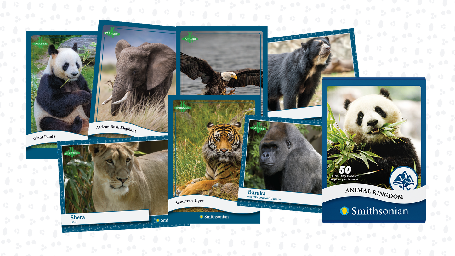 Curiosity Cards: Animal Kingdom