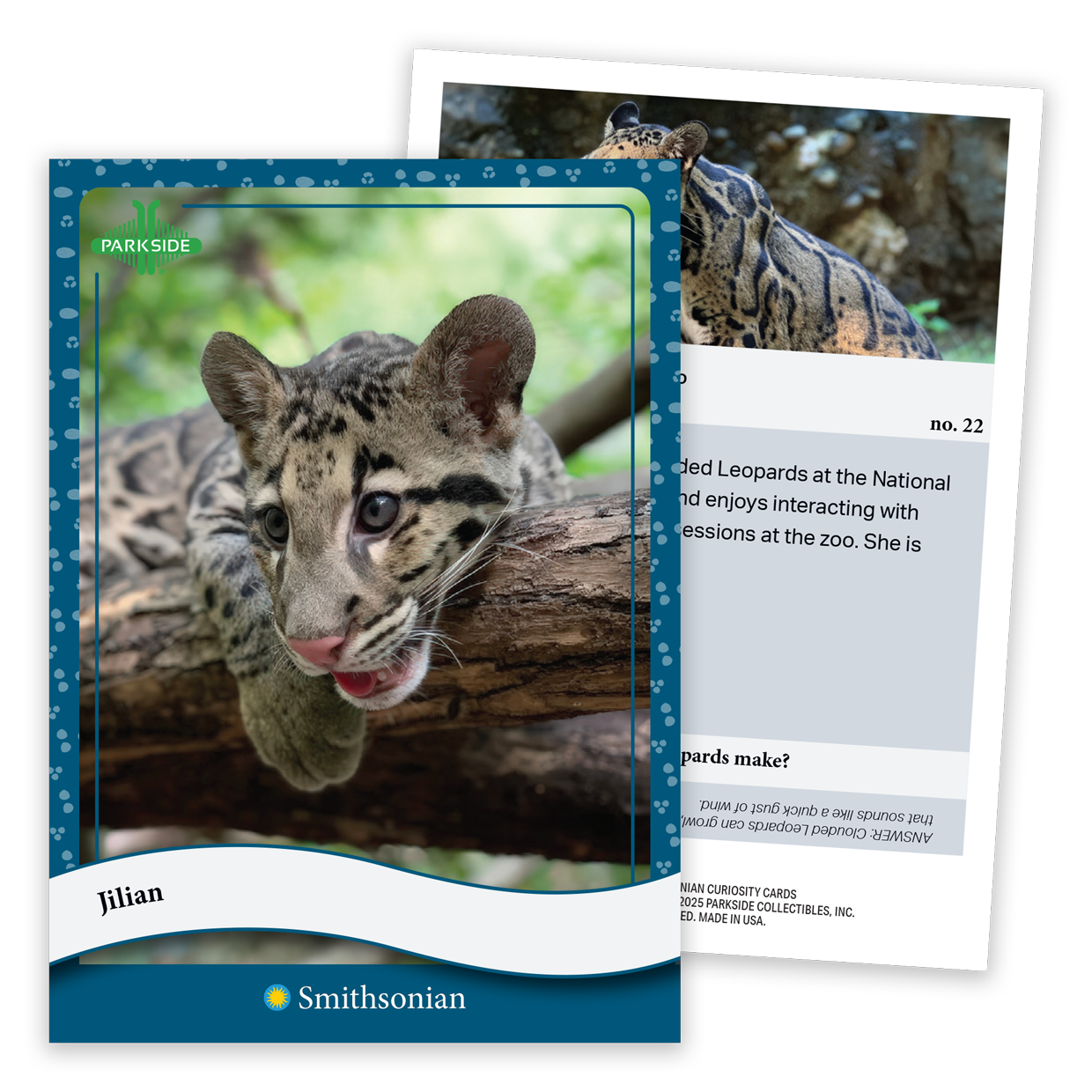 Curiosity Cards: Animal Kingdom