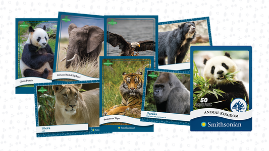 Curiosity Cards: Animal Kingdom